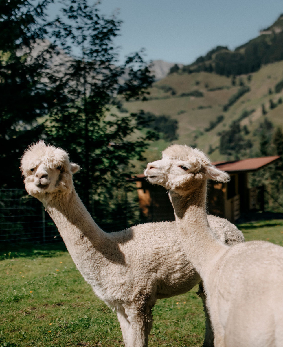 Alpaka 