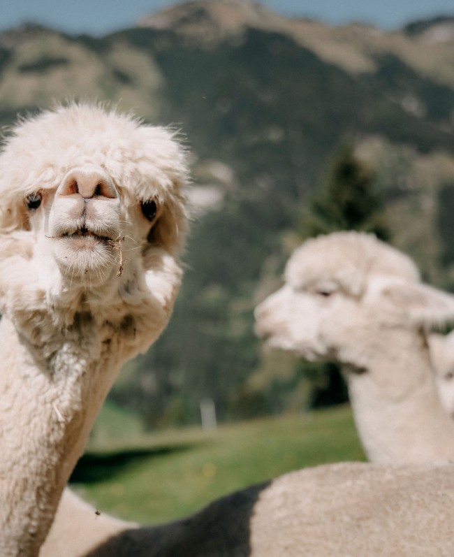 Alpaka in Gro&szlig;arl