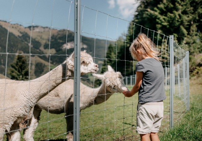 Das Alpaka Gehege