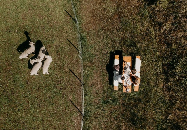 Alpakawanderung mit Picknick